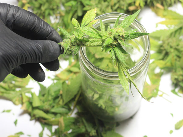 Cannabico Alcohol 