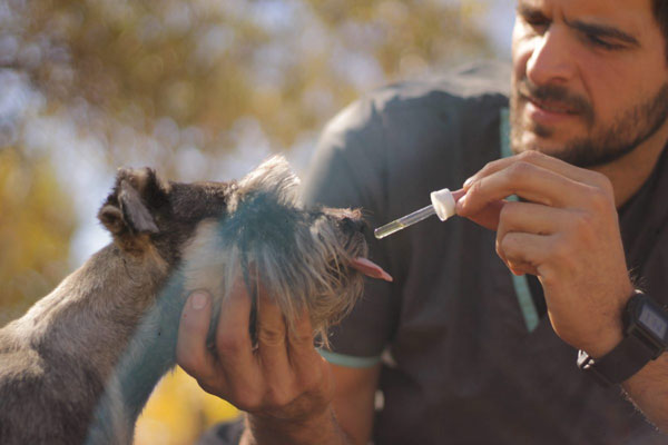 ¿Cómo funciona en los animales?