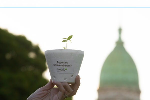 Cómo gestionar el REPROCANN